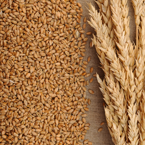 Lav Wheat
