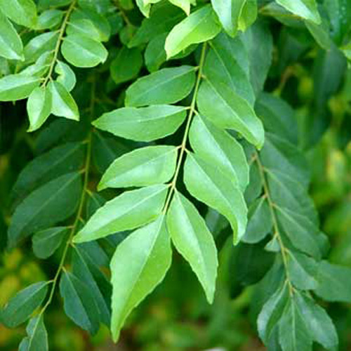 curry_leaves